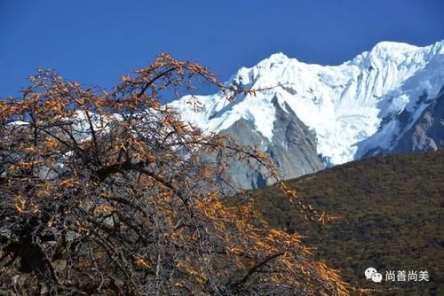 梅里雪山脚下的沙棘树