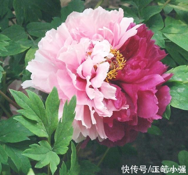 始吐|皮日休:落尽残红始吐芳，佳名唤作百花王