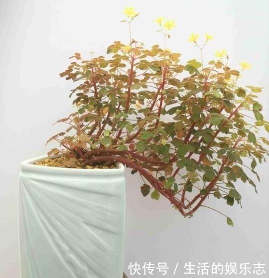 酢浆草|原来酢浆草这么好看啊,做成盆景真的太美了!我还是第一次见呢!