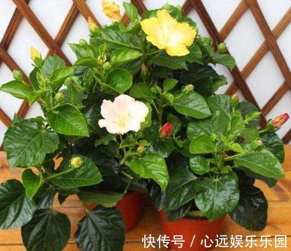 花卉|适合新手种在院子的3种花草,香飘满园满屋香,每天睡眠都好