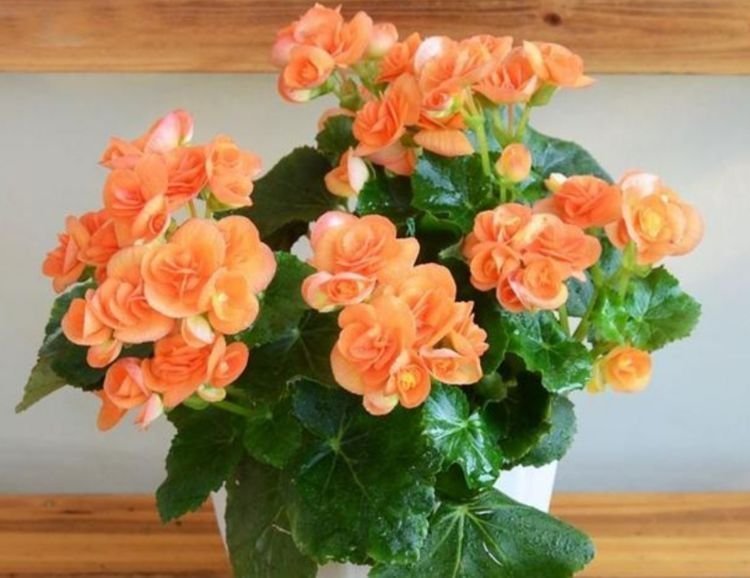 花色|4种花养了就爆盆，沾土就能活，开花就爆盆，不易生病好养护