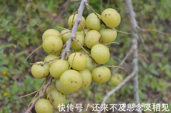 泡水|此物是止咳平喘“大王”，用它泡水喝，一天一次，早喝早受益