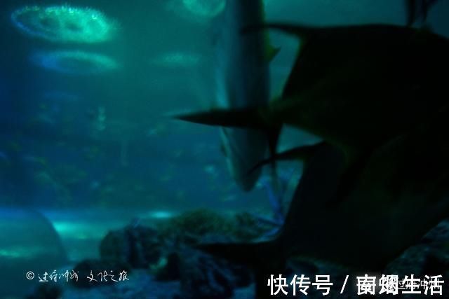 芭提雅|泰国水族馆的怪象：欧美游客最爱去，中国游客零零散散