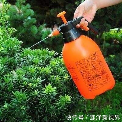 叶面|夏天喷水保湿,但是千万别喷这几种花,否则烂的透透的!