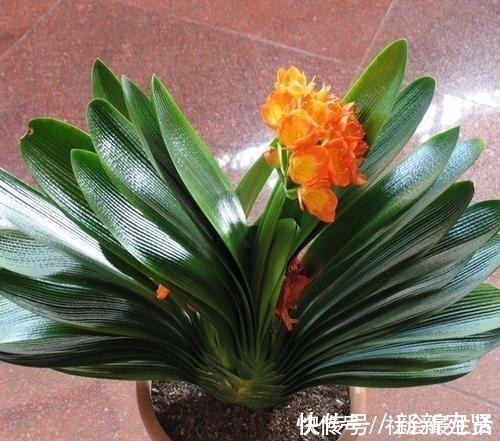 废油|给君子兰加点营养,长出大白根开花呼呼旺,开花也多了!