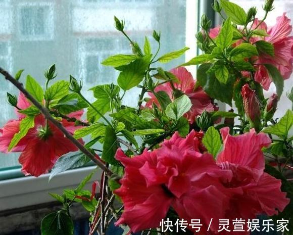 小花园|阳台想要成“花园”，就养3种花，叶少花儿多，一年四季不断花