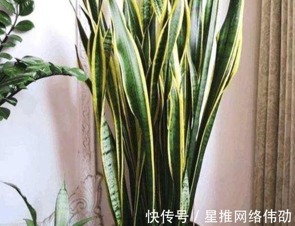 新芽|虎皮兰闹脾气不出新芽怎么办?学会这两招,不出也得出