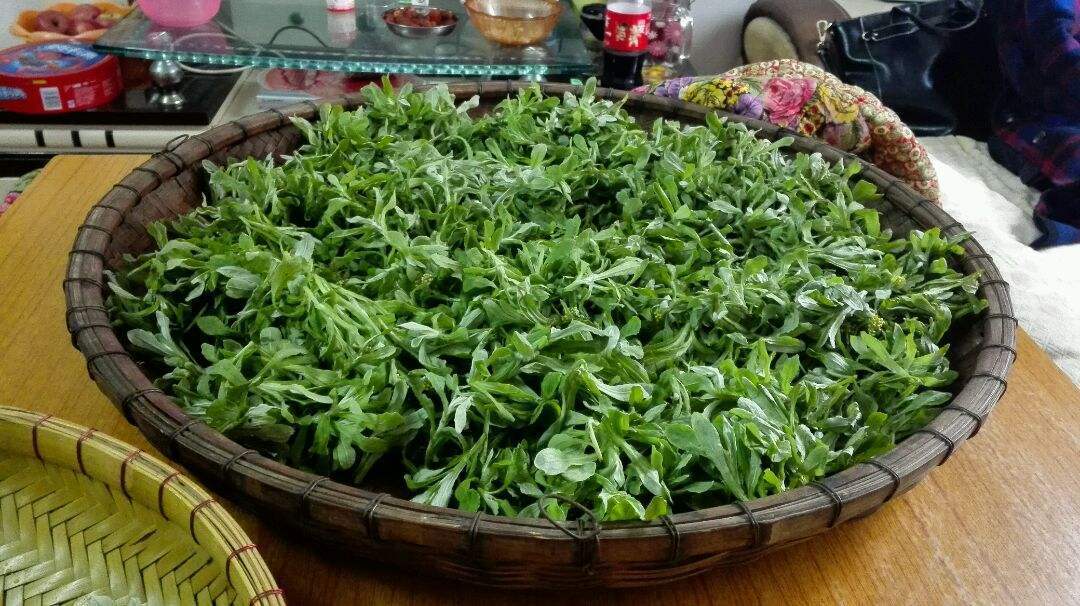 赶跑|颈椎酸痛别着急,艾叶加一物,坚持每天热敷,赶跑颈椎病浑身轻松