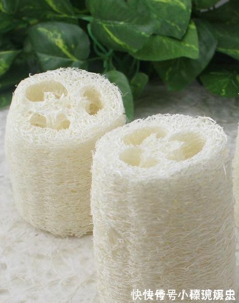 药用价值|这种农村的植物,被农民当成刷碗布,没想到还有这么高的药用价值