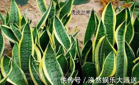 黄叶|虎皮兰这样养护,叶子绿油油,再也不会黄叶,邻居羡慕极了