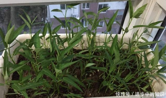 盆栽空心菜最简单的方法,1节枝插1棵,成片长摘不完