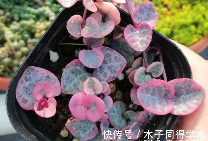 四海波|想叶插这些多肉的肉友别浪费时间,因为迄今为止没人成功