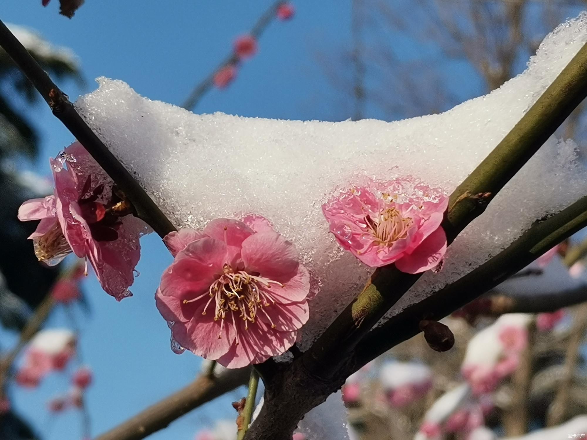 老年|【爱卡踏青季】踏雪寻梅