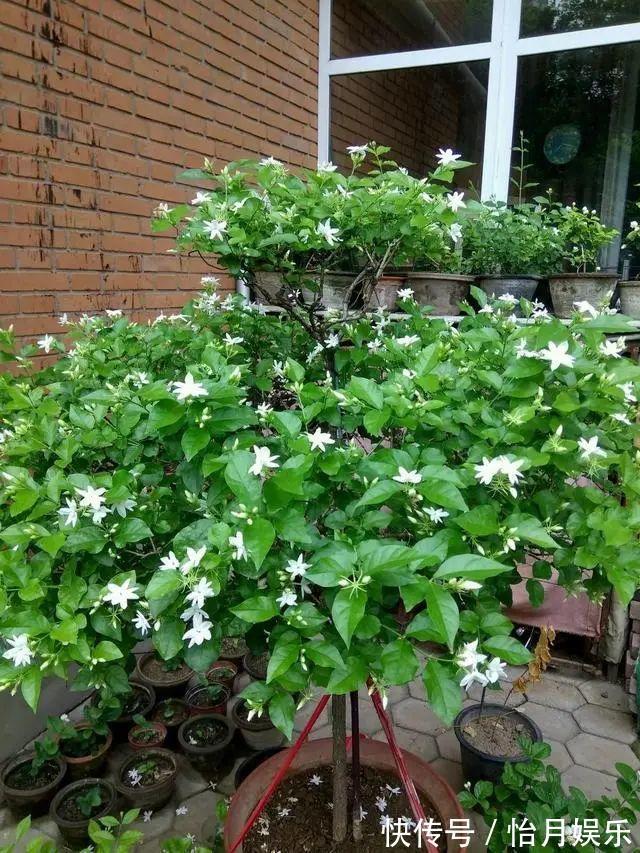 朱顶红|花也能成精，养成巨无霸，一次开花50朵，比小孩还高！