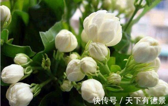 茉莉花|茉莉花释放“三信号”，果断剪一剪，花苞咕噜冒，一次绽放上百朵