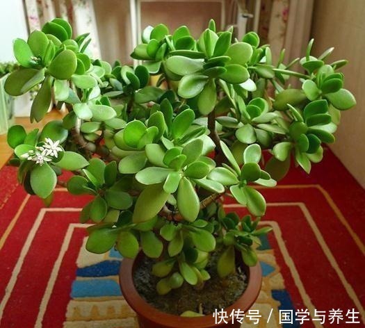 种树|懂花的人,专挑“4种树”养客厅,耐旱好活、富贵生财,寓意好!