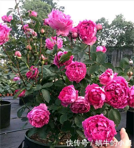 贵州|贵州大妈别的花不爱,就喜欢养月季,院子里养了4种,都是精品