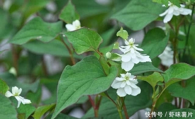  找到|尿酸对手找到了，每天喝点，痛风或许不来“敲门”，早知道早受益