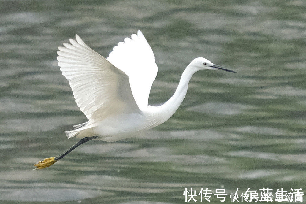 白鹭@南朝女诗人的一首小诗《沙上鹭》,读之激励人心