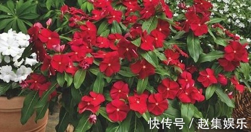 养花是一种生活乐趣，5种易开花的花卉，一年四季花开不断！