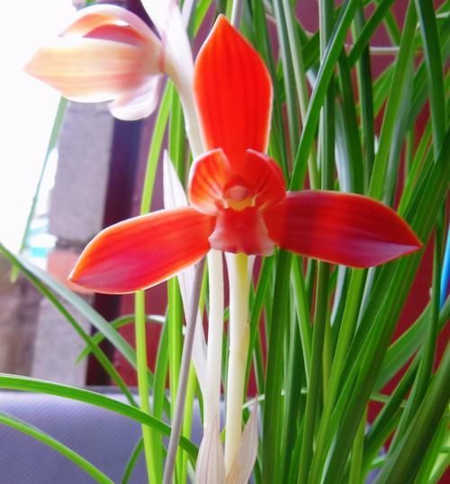  被誉为|此兰开花后自带仙气，一年花期200多天，被誉为“国兰第一红”