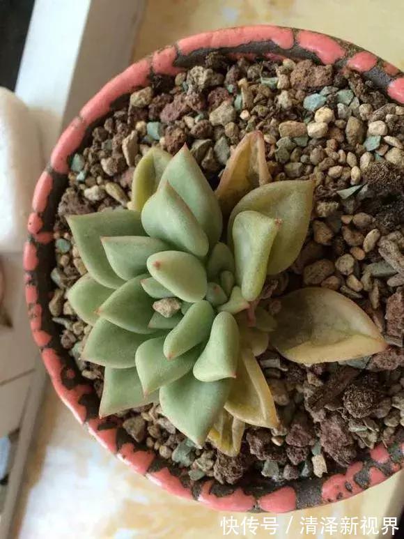 叶子|多肉出现3个状态，是烂根“信号”，再不管根都烂完，别忽视！