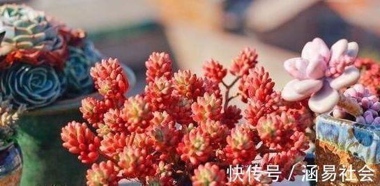 黑法师|3种多肉,天热少浇水,养护成“老桩”,欣赏价值高