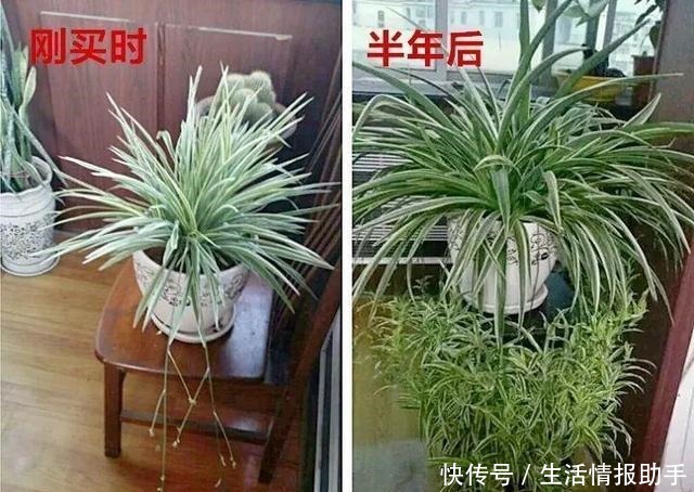 吊兰土加“一料”,不黄叶不焦尖,独苗变老桩,开出层叠群花!