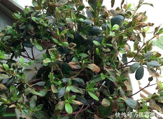 3种花好看“颜值”高,但是能养好的花友不多!