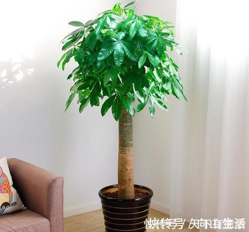 家里养3种花,不能多浇水,否则黄叶又烂根!