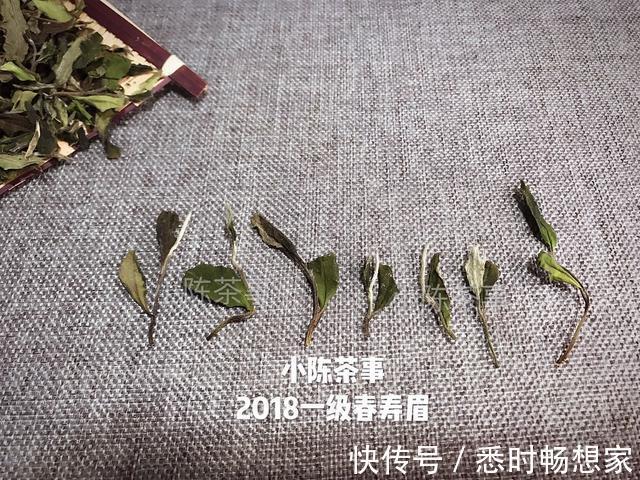 白毫银针|春有百花秋有月，一起来看看，春白茶和秋白茶究竟有哪些不同