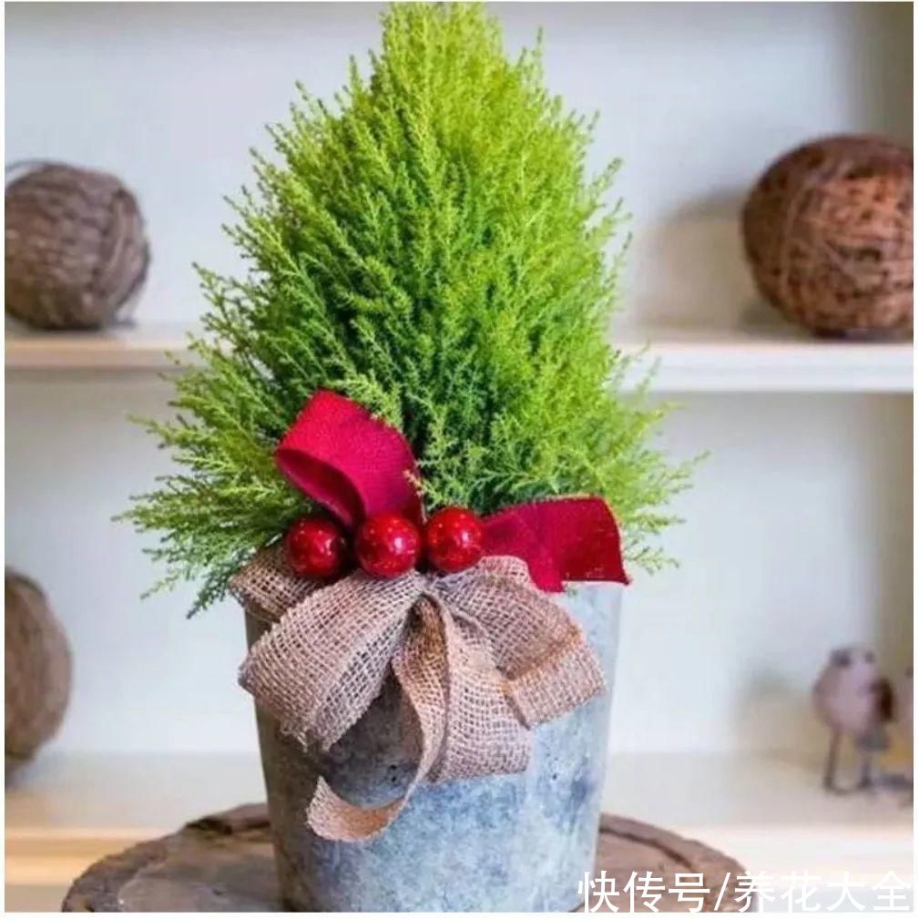 家里养一盆小香松,芬芳满室,满屋子都是高级香水味