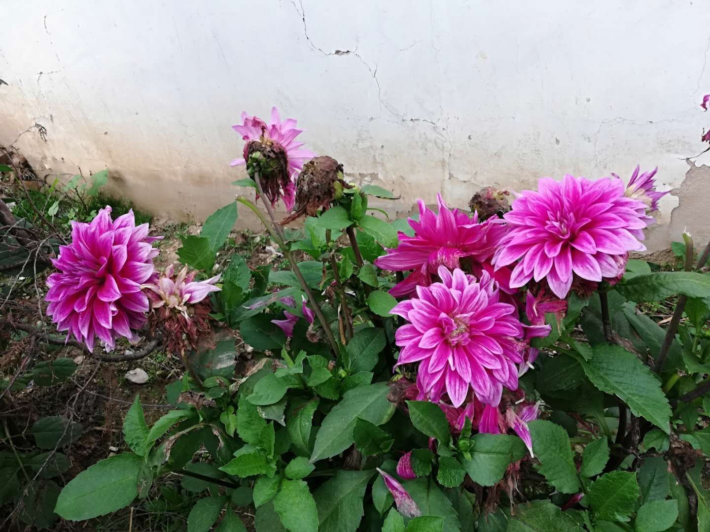 光照|农村院子里,一定要种上它,花色丰富,观赏期长,为庭院增资添色