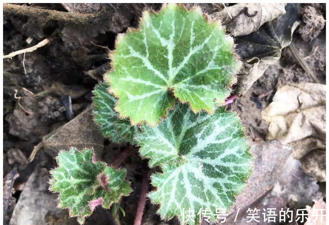 人称“金丝荷叶”,认识的人不多,若幸运遇到,那是福气,请珍惜