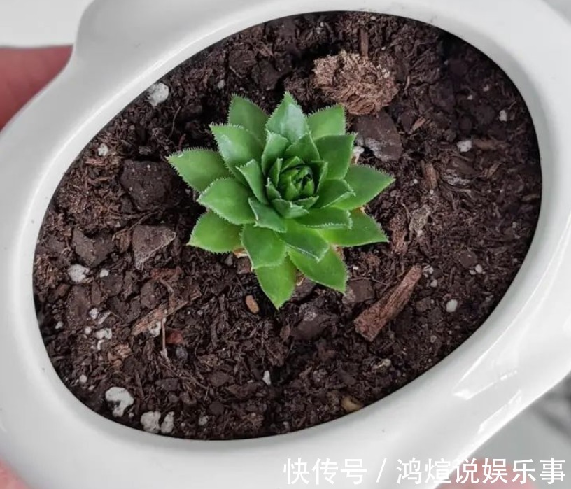 电器|渐入深秋,多肉盆栽不能再搁置在这几个地方了