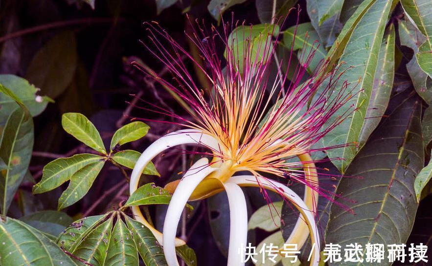 4种树,花开富贵“好兆头”,难得一见,看看你家有吗?