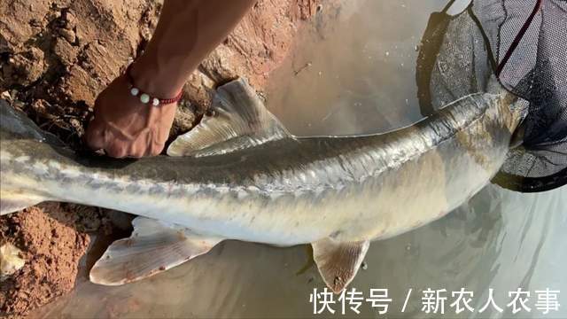 湖北一男子罕见钓获大鱼，发网上炫耀摊上事了，网友：可狱不可囚