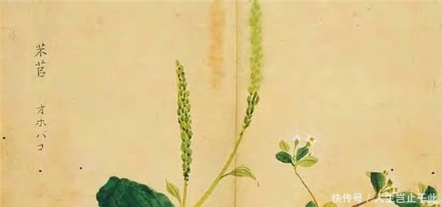 《诗经》神作,不见一个乐字,读完却叫人欢快得不行