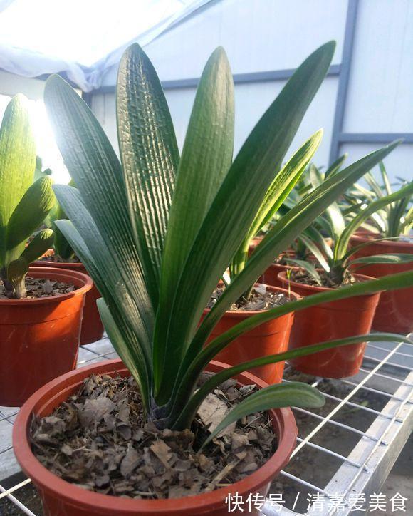 根系|养君子兰，死记硬背5个要点，啥问题也没有，叶子油绿过年满花箭