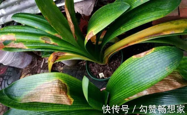 君子兰、绿萝秋天“砍一刀”，呼呼冒出8个芽，赚了！