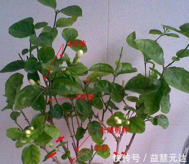 茉莉这样养,一年开5次,花苞多的压弯腰