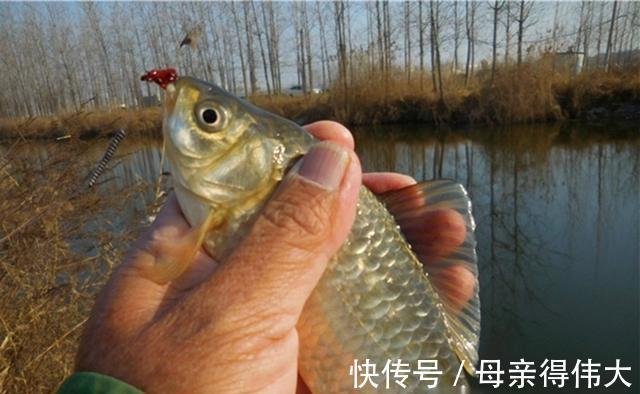 冬季鲫鱼绝杀钓法:长竿、短线、鱼钩小,多窝、活饵加逗钓