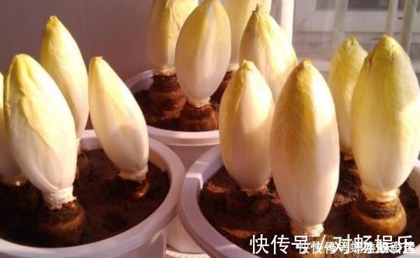 有种废根别丢，养在盆里一星期，其价值堪比鸡蛋的三倍