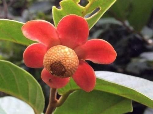  风湿|农村几种植物太强大，治风湿，腰腿痛，铁打损伤，应该了解下