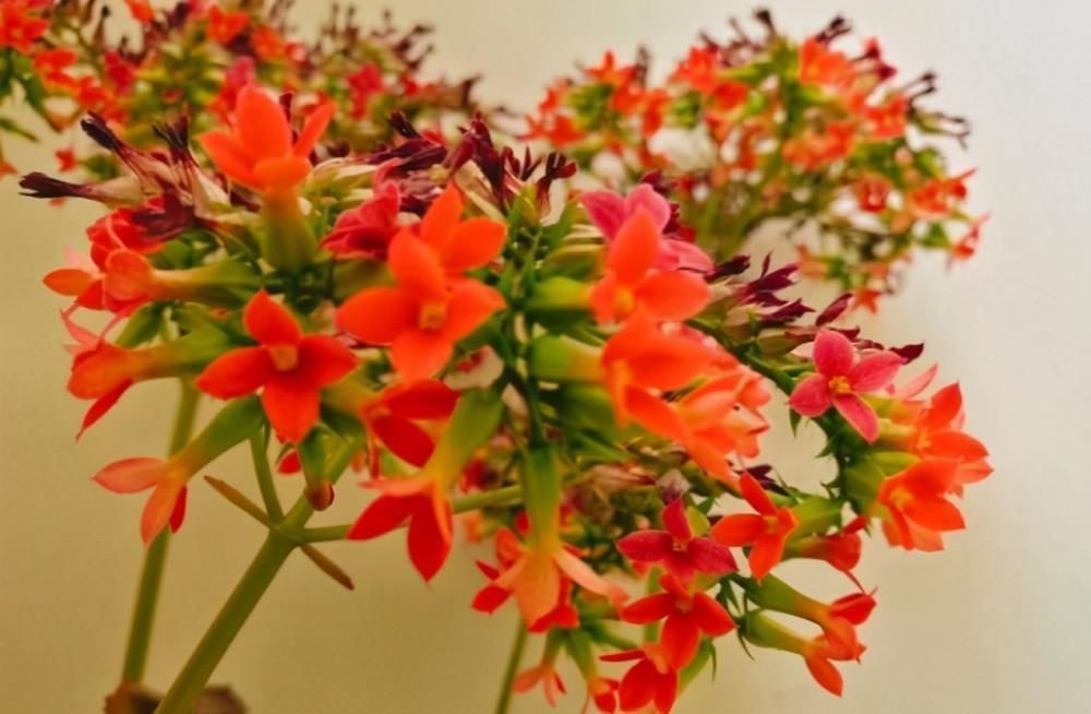 老单红|长寿花的品种越来越多,老单红却被淘汰,开花红艳为何不招人喜欢