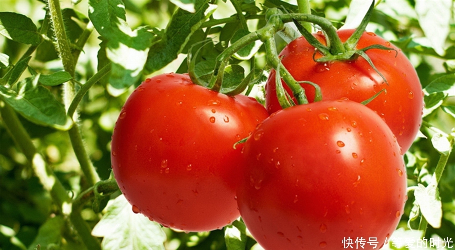 黄瓜|忠告炒西红柿不能放此物,吃了就是没病找病,现在知道还不晚