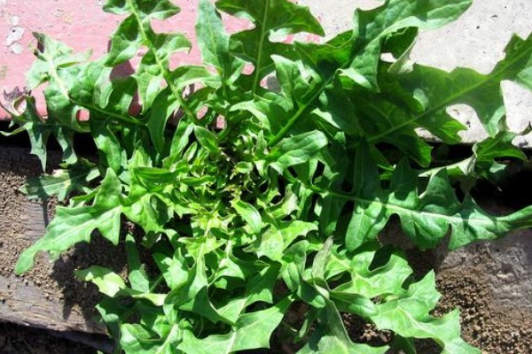 农村地区|比马齿笕还营养的野菜,有不少好处,城里人买都买不到!