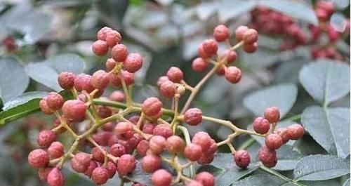 植物蛋白|想长寿得会吃,常吃3种食物,寒气消散,活血化瘀,增强免疫力