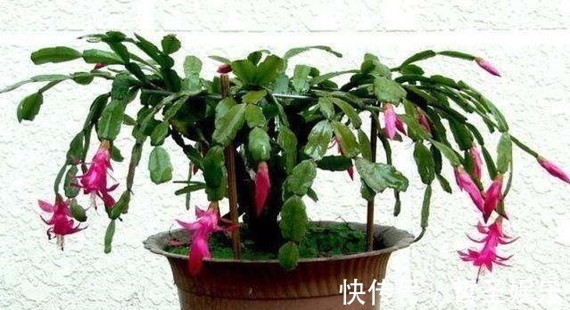 别再傻了,用这几种水浇花,花就跟打了鸡血一样疯长!