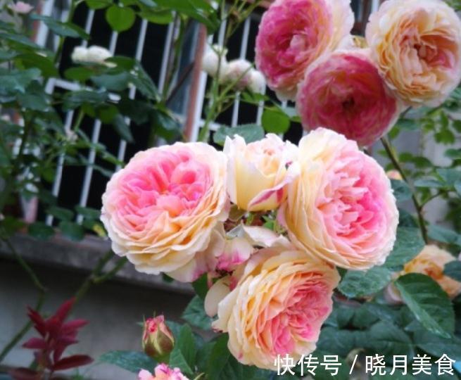 月季枝条不够壮开花少,该怎么办呢